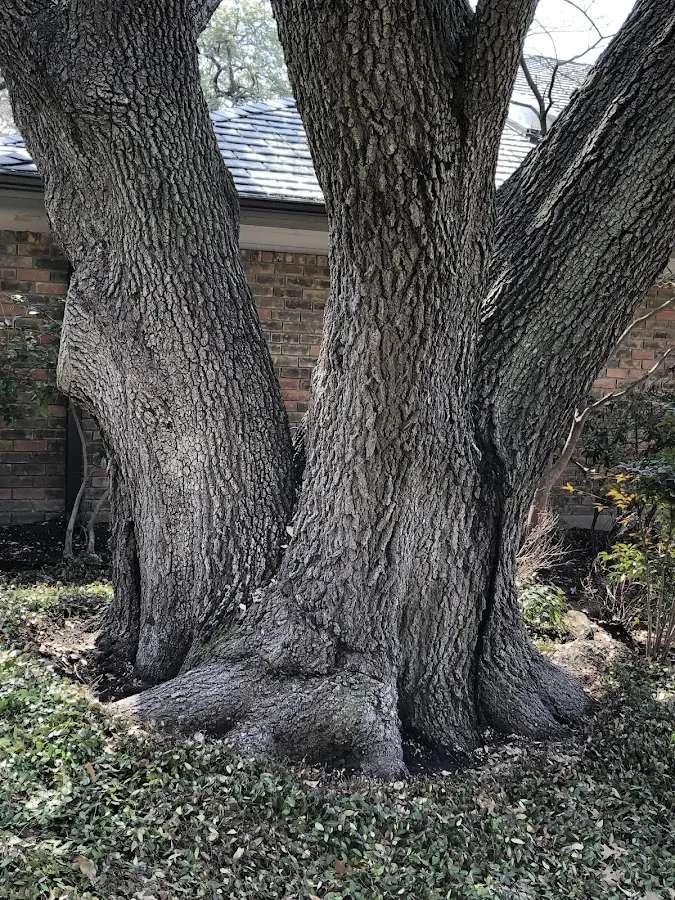 Mature heritage tree close to a Ashland property cared for by certified arborists